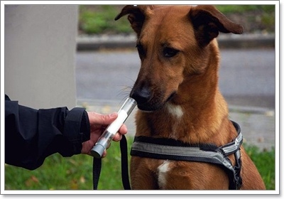 Dogilike.com :: 䢢ʧ ... ͧҶ֧ä?