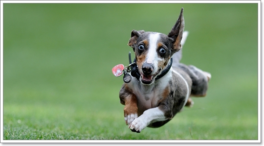 ได้เวลา! จัดการน้องหมาจอมไฮเปอร์อย่างถูกวิธี | Dogilike.com