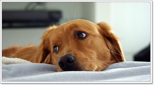 10 ภาษากายน้องหมาที่กำลังบอกว่าเครียด วิตกกังวล | Dogilike.Com