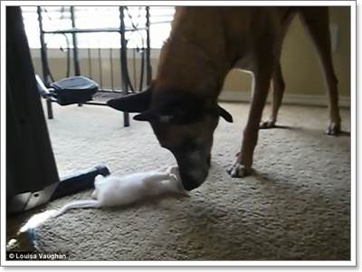 Dogilike.com :: 繴! Իͧҵ蹡Ѻ١ǵǨ