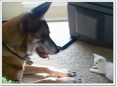 Dogilike.com :: 繴! Իͧҵ蹡Ѻ١ǵǨ
