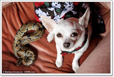 Dogilike.com :: ! ͹Ѻ