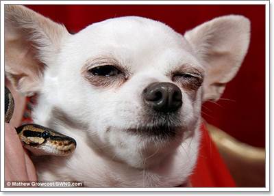 Dogilike.com :: ! ͹Ѻ