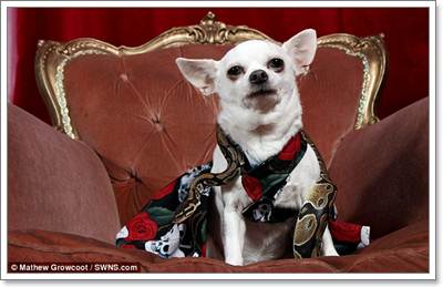 Dogilike.com :: ! ͹Ѻ