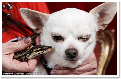 Dogilike.com :: ! ͹Ѻ