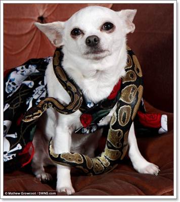 Dogilike.com :: ! ͹Ѻ