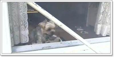 Dogilike.com ::  شҭ պءҹ!