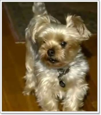 Dogilike.com ::  شҭ պءҹ!