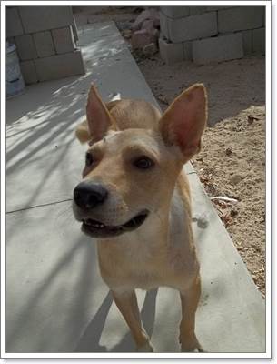 Dogilike.com :: ˹硫⡩عΌǺ͡ԡ سعѢҧ!!