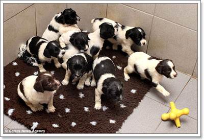 Dogilike.com :: ѡ! Ǩͧ֡ 9 ١عѢ