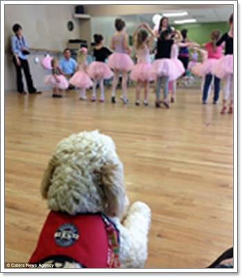 Dogilike.com :: LilyBelle عѢ ǹ»ä!