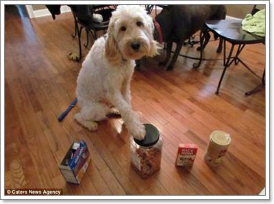 Dogilike.com :: LilyBelle عѢ ǹ»ä!