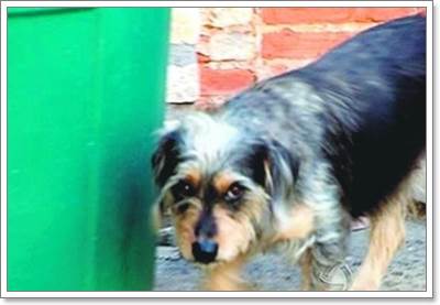Dogilike.com :: ! عѢªԵ˭ԧ 1  ѡ١èѺ¹ѧ
