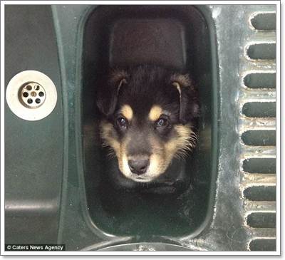 Dogilike.com :: ʹ! ٺشʺ蹫ǵԴҧҧҹ