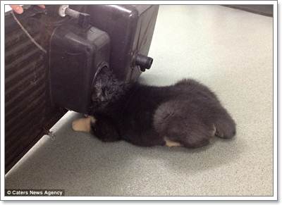 Dogilike.com :: ʹ! ٺشʺ蹫ǵԴҧҧҹ
