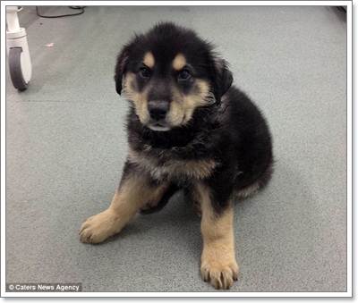 Dogilike.com :: ʹ! ٺشʺ蹫ǵԴҧҧҹ