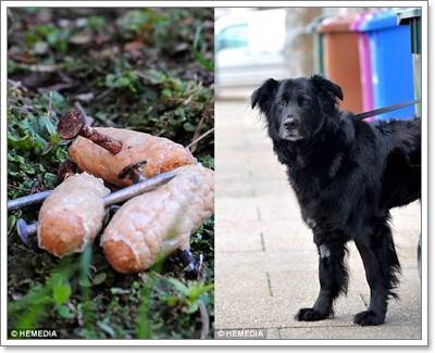 Dogilike.com :: عѢ! ʹսѧл͡͹¹ǹҸó  