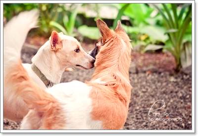 Dogilike.com :: 6 ˵ǷѡͧҾԡ