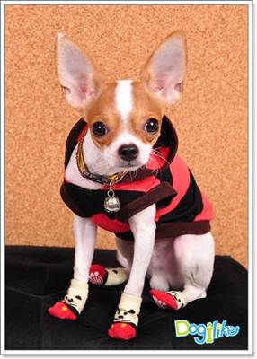 Dogilike.com :: 6 ˵ǷѡͧҾԡ