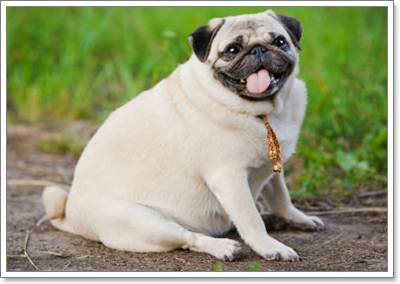 Dogilike.com :: 6 ˵ǷѡͧҾԡ