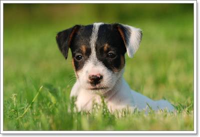 Dogilike.com :: 6 ˵ǷѡͧҾԡ