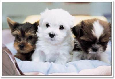Dogilike.com :: 6 ˵ǷѡͧҾԡ