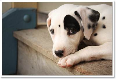 Dogilike.com :: 6 ˵ǷѡͧҾԡ