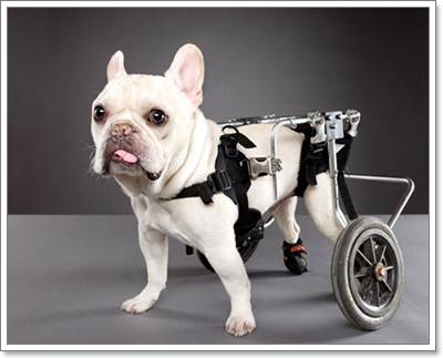 Dogilike.com :: 6 ˵ǷѡͧҾԡ