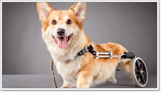 Dogilike.com :: 6 ˵ǷѡͧҾԡ