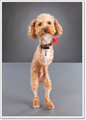 Dogilike.com :: 6 ˵ǷѡͧҾԡ