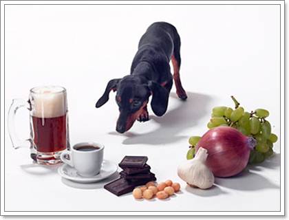 Dogilike.com :: 6 ˵ǷѡͧҾԡ