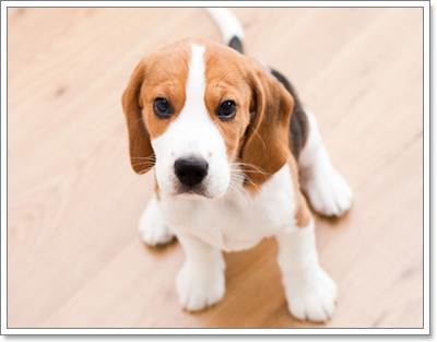 Dogilike.com :: 6 ˵ǷѡͧҾԡ
