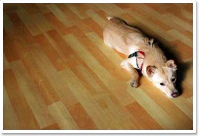 Dogilike.com :: 6 ˵ǷѡͧҾԡ
