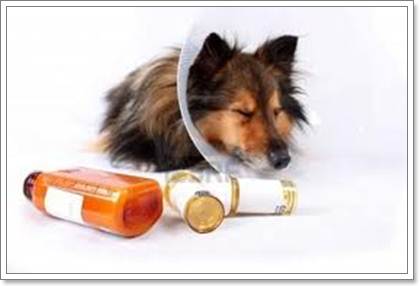 Dogilike.com :: 6 ˵ǷѡͧҾԡ