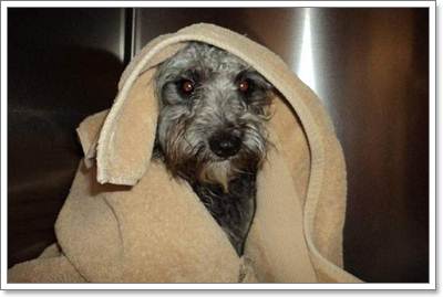 Dogilike.com :: ¤١عѢѺҧö ⪤դѺäѹ!!