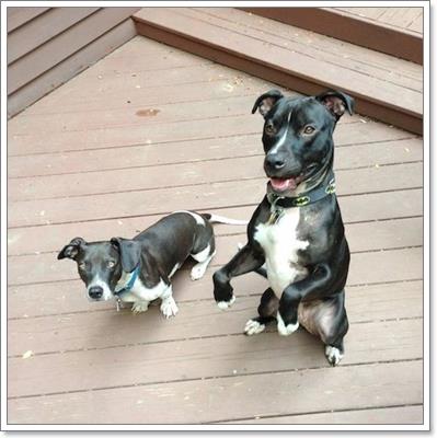 Dogilike.com :: ชีวิตเปลี่ยน! สุนัขพบบ้านใหม่หลังถูกยิงทิ้งแต่ไม่ตาย