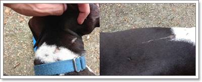 Dogilike.com :: ชีวิตเปลี่ยน! สุนัขพบบ้านใหม่หลังถูกยิงทิ้งแต่ไม่ตาย