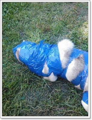 Dogilike.com :: ҧ! ҢͧʵҾعѢ١س Ѵҡͧ