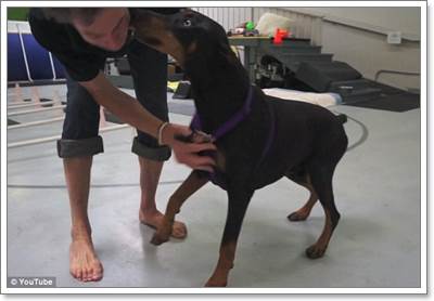 Dogilike.com :: ش! .㨪عѢҵѺԹա