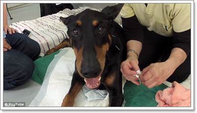 Dogilike.com :: ش! .㨪عѢҵѺԹա