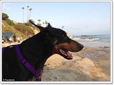 Dogilike.com :: ش! .㨪عѢҵѺԹա