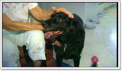 Dogilike.com :: ٺʹ! ¡ªԵس 88 