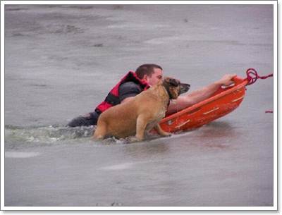 Dogilike.com :: شʹ! ѡѺԧѤêعѢй