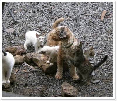 Dogilike.com :: น่ารัก! ตูบหูหนวกตาบอดเป็นเพื่อนกับฝูงแมว