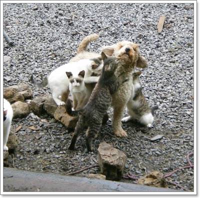 Dogilike.com :: น่ารัก! ตูบหูหนวกตาบอดเป็นเพื่อนกับฝูงแมว