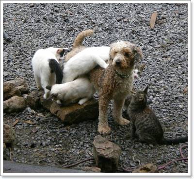 Dogilike.com :: น่ารัก! ตูบหูหนวกตาบอดเป็นเพื่อนกับฝูงแมว