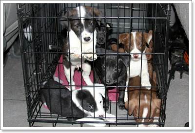 Dogilike.com :: ͤ! عѢ 11  ١Ѵاз駢ҧѰ