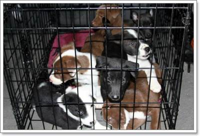 Dogilike.com :: ͤ! عѢ 11  ١Ѵاз駢ҧѰ