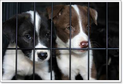 Dogilike.com :: ͤ! عѢ 11  ١Ѵاз駢ҧѰ