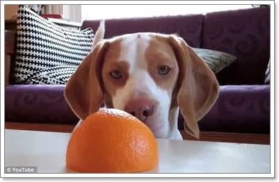 Dogilike.com :: Իѡ!  ʹҪҹ 